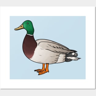 Mallard duck cartoon illustration Posters and Art